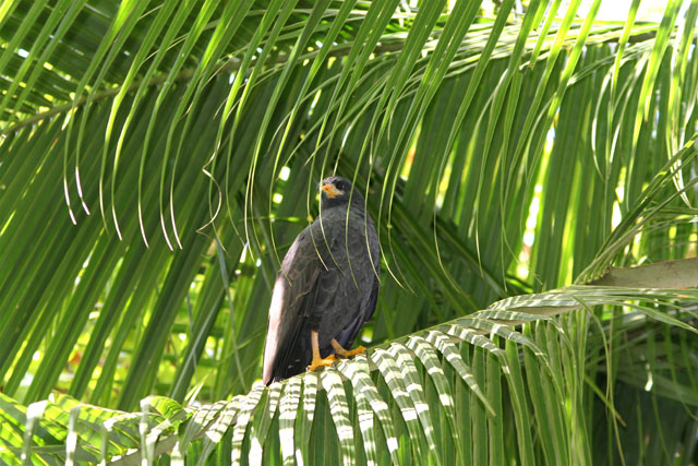 IMG_4930