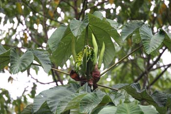 Tuinposter_2970
